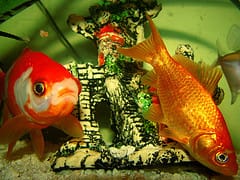 gold fish