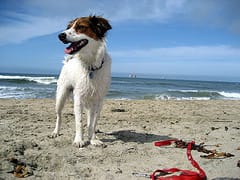Dogs for adoption