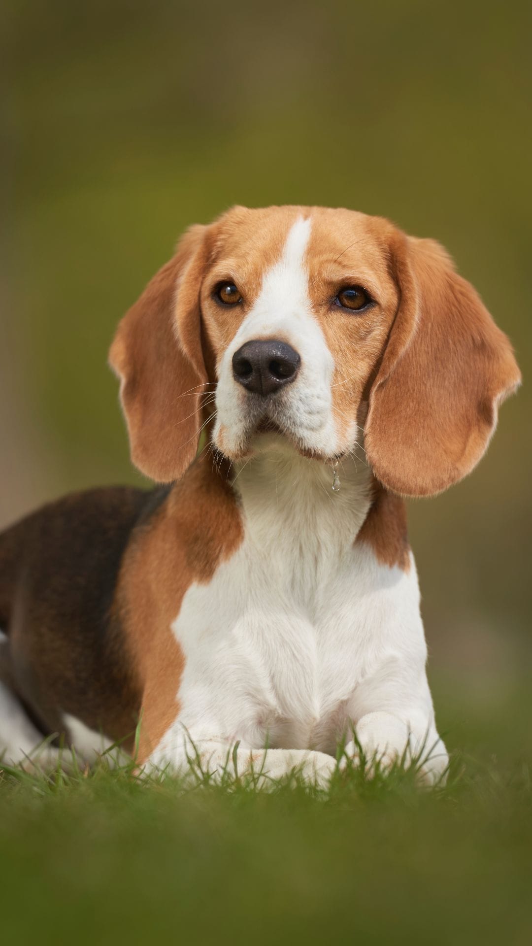 BEAGLE