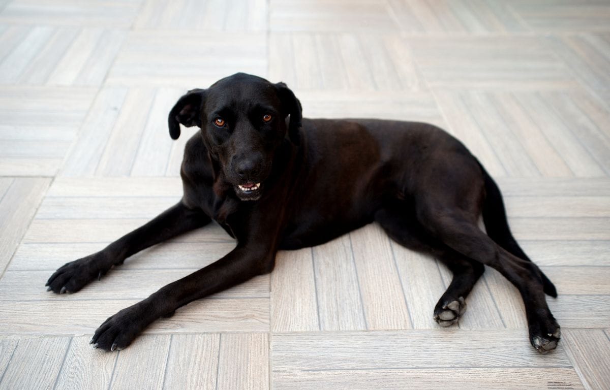 black indie dog