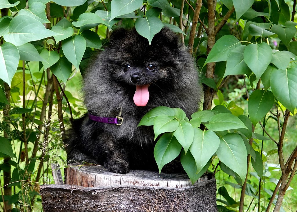 Black Pomeranian