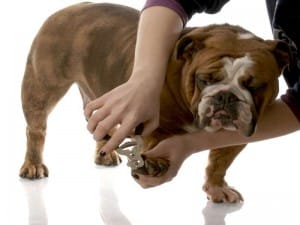 body over dog to cut nails