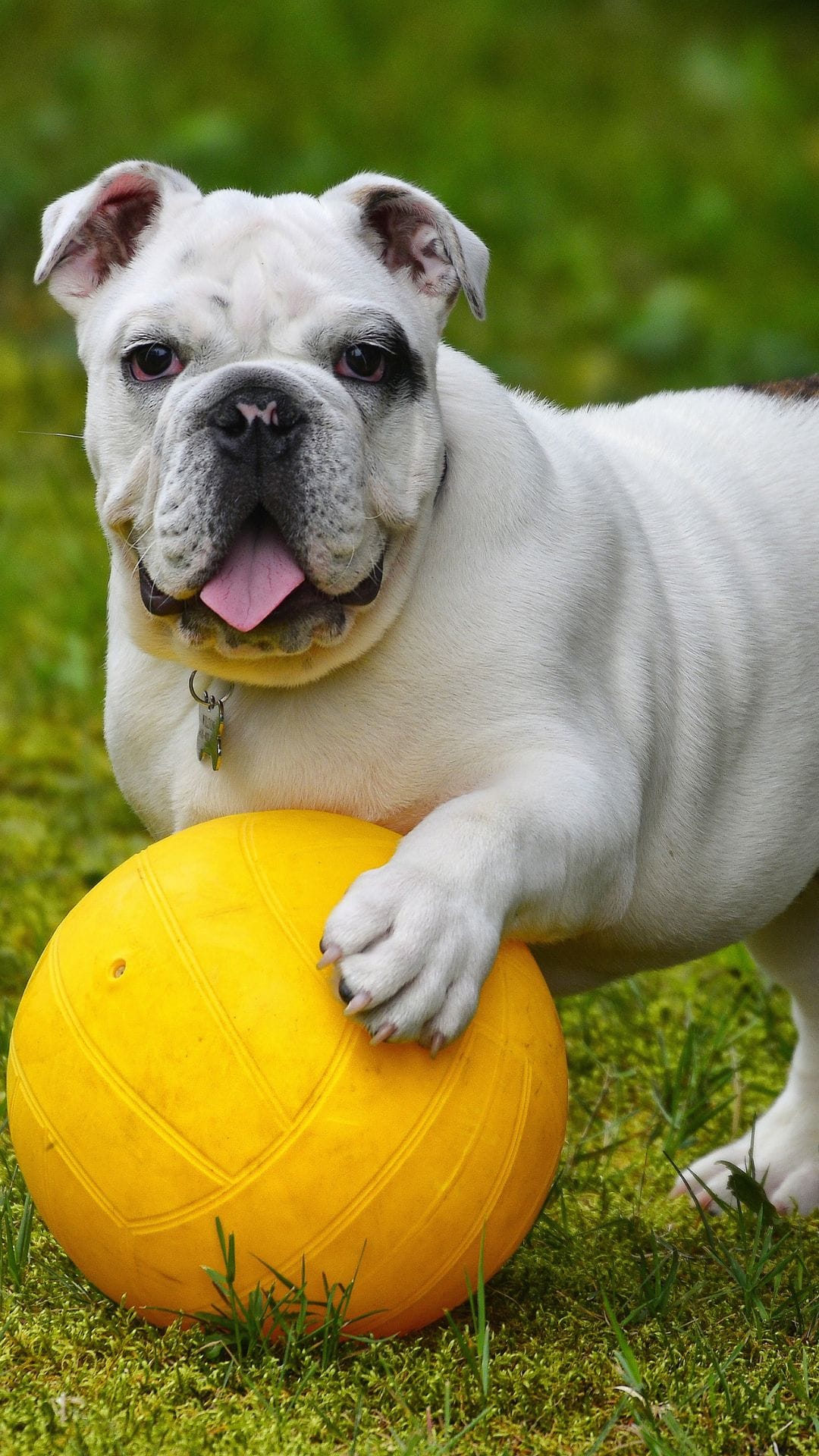BULLDOG
