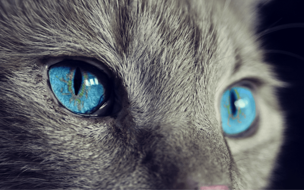 cats for wallpaper