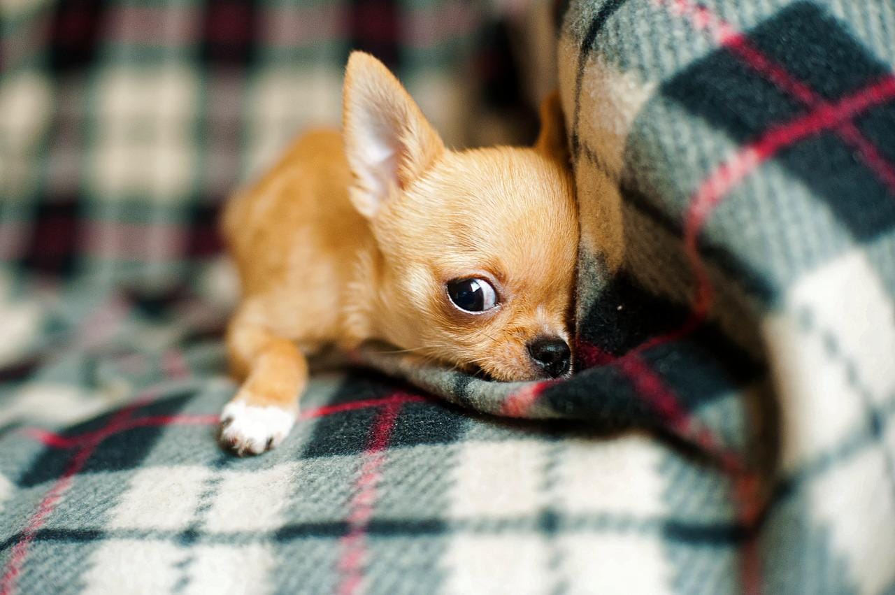 chihuahua dog price in india