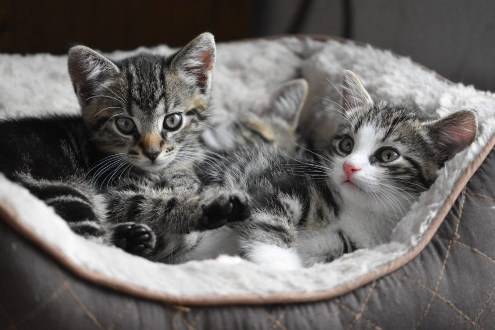 cute cats wallpaper hd