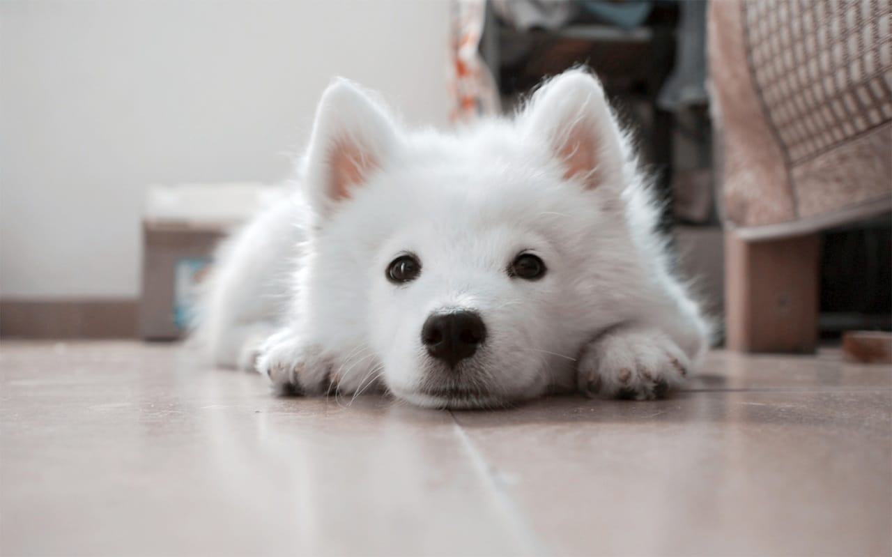 cute siberian husky puppy