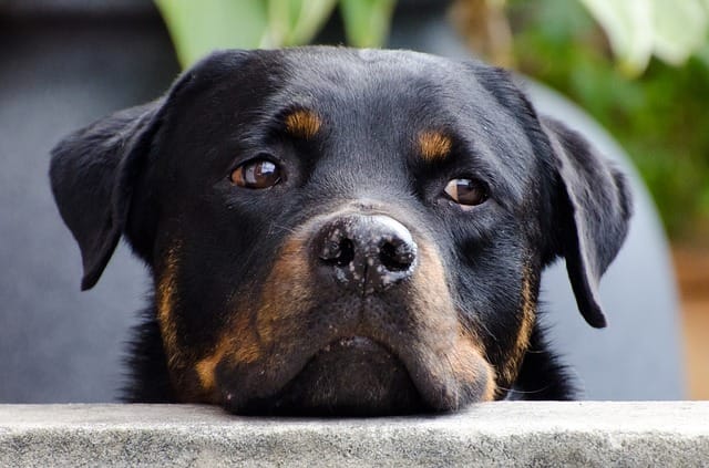 sad rottweiler