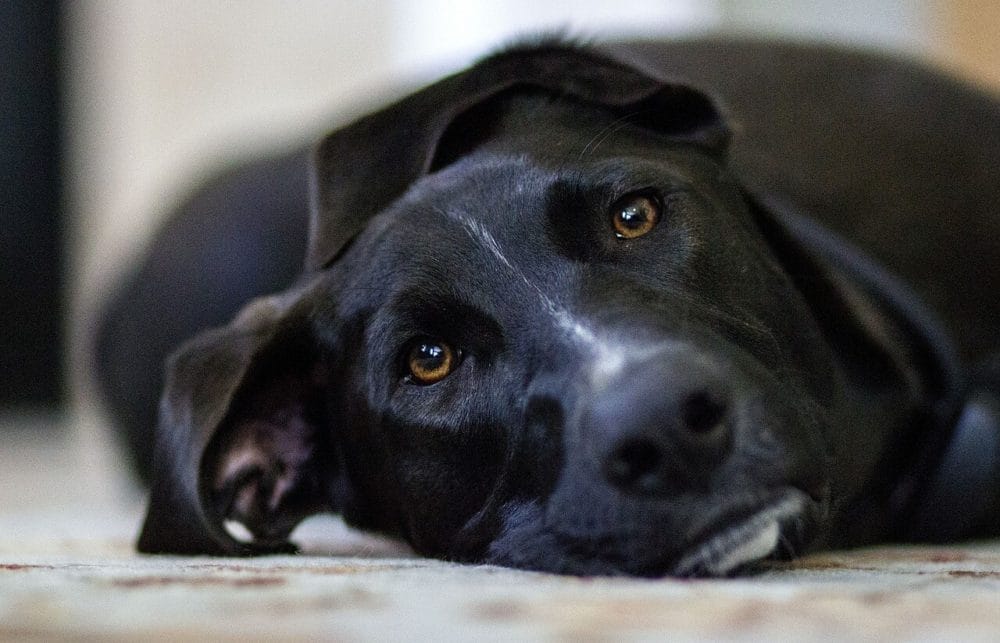 dog waiting for table scraps
