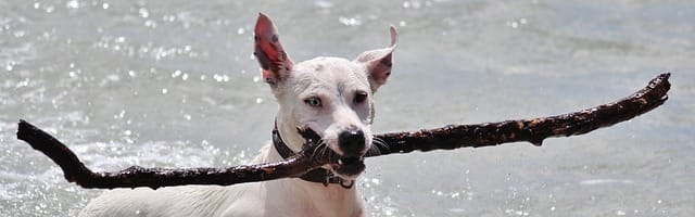 dog playing fetch