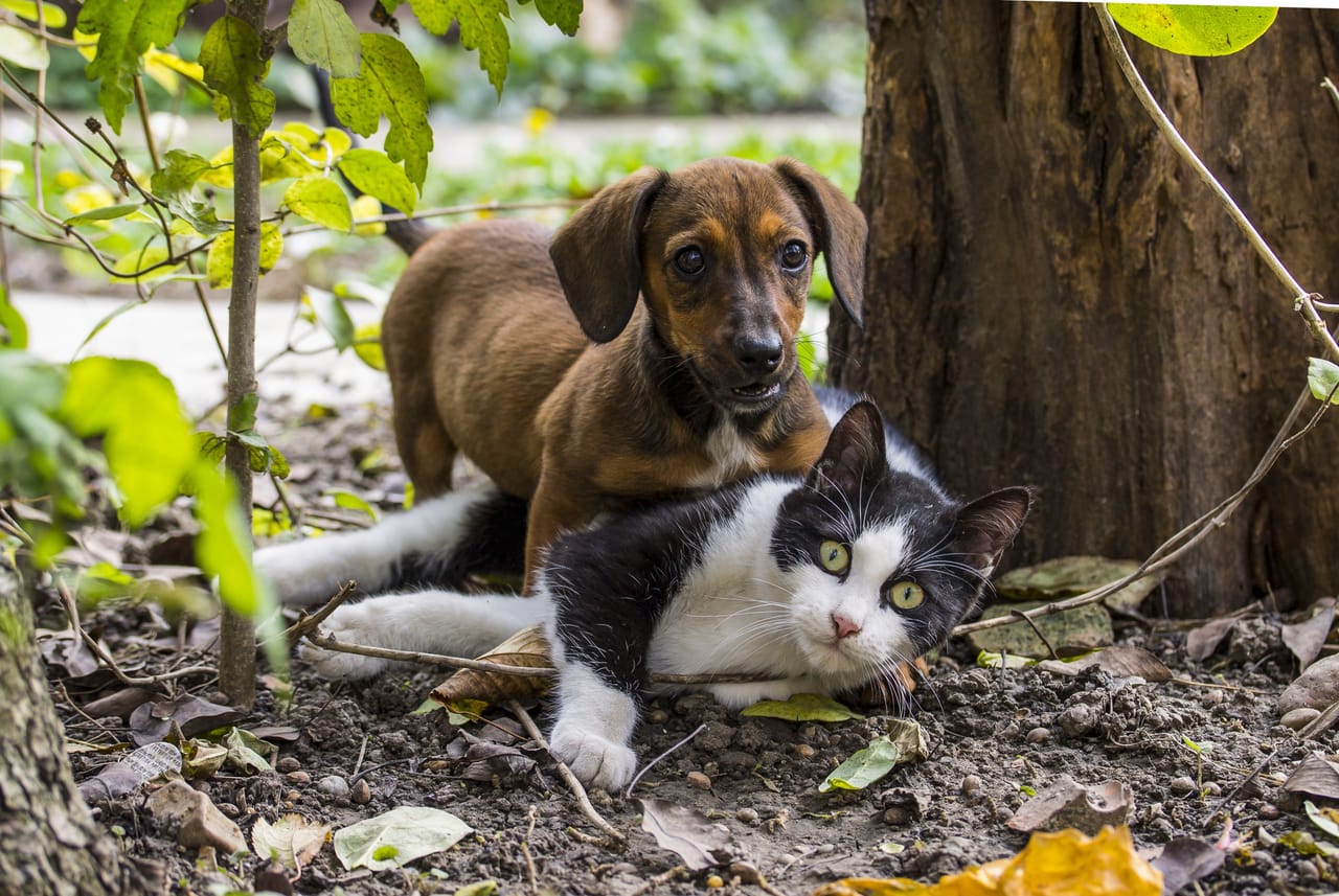 who owns canidae dog food
