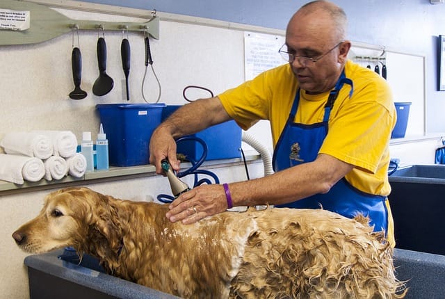 giving dog a bath