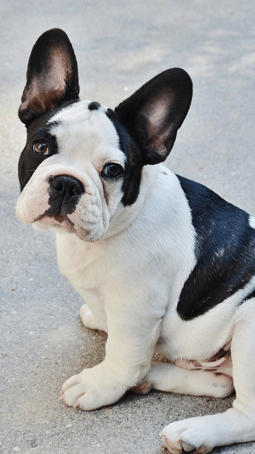 french bulldog