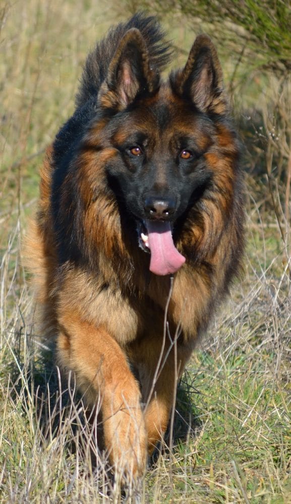 German shepherd in India