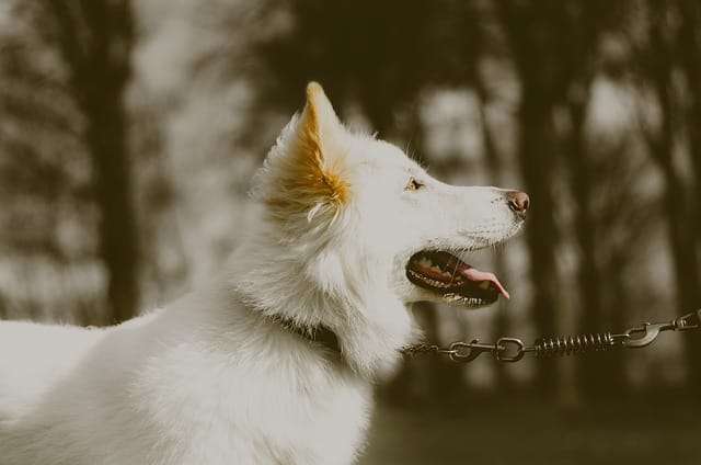 White German Shepherd