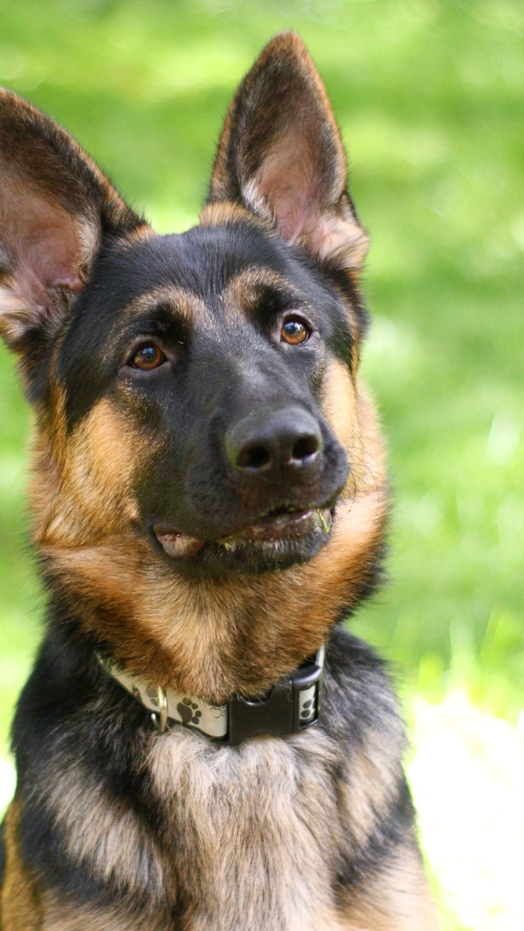 GERMAN SHEPHERD