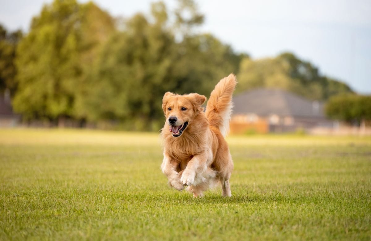 Golden Retriever Price In India
