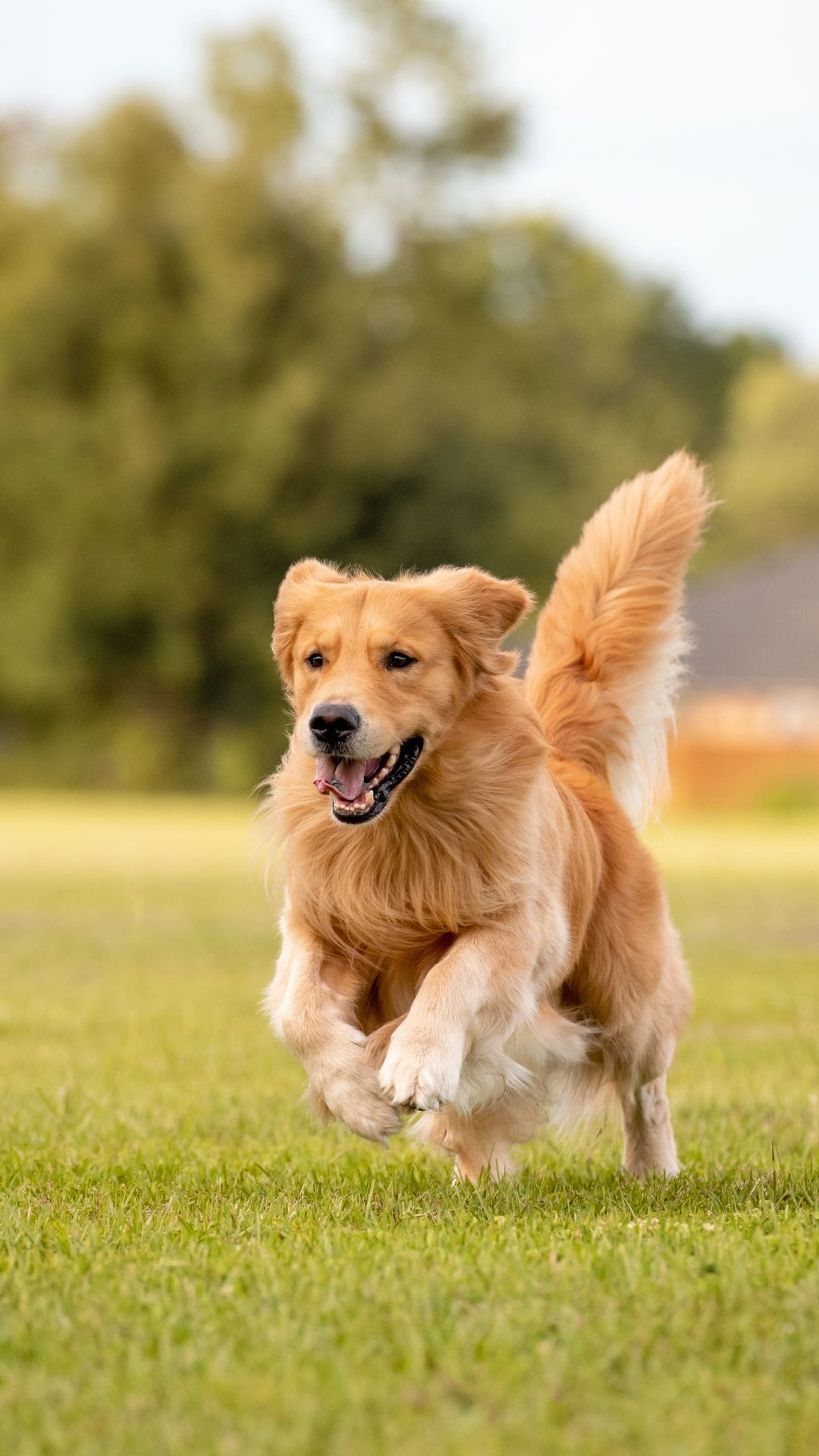 GOLDEN Retriever