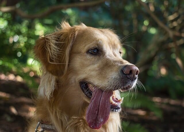 how to identify if your dog is dehydrated