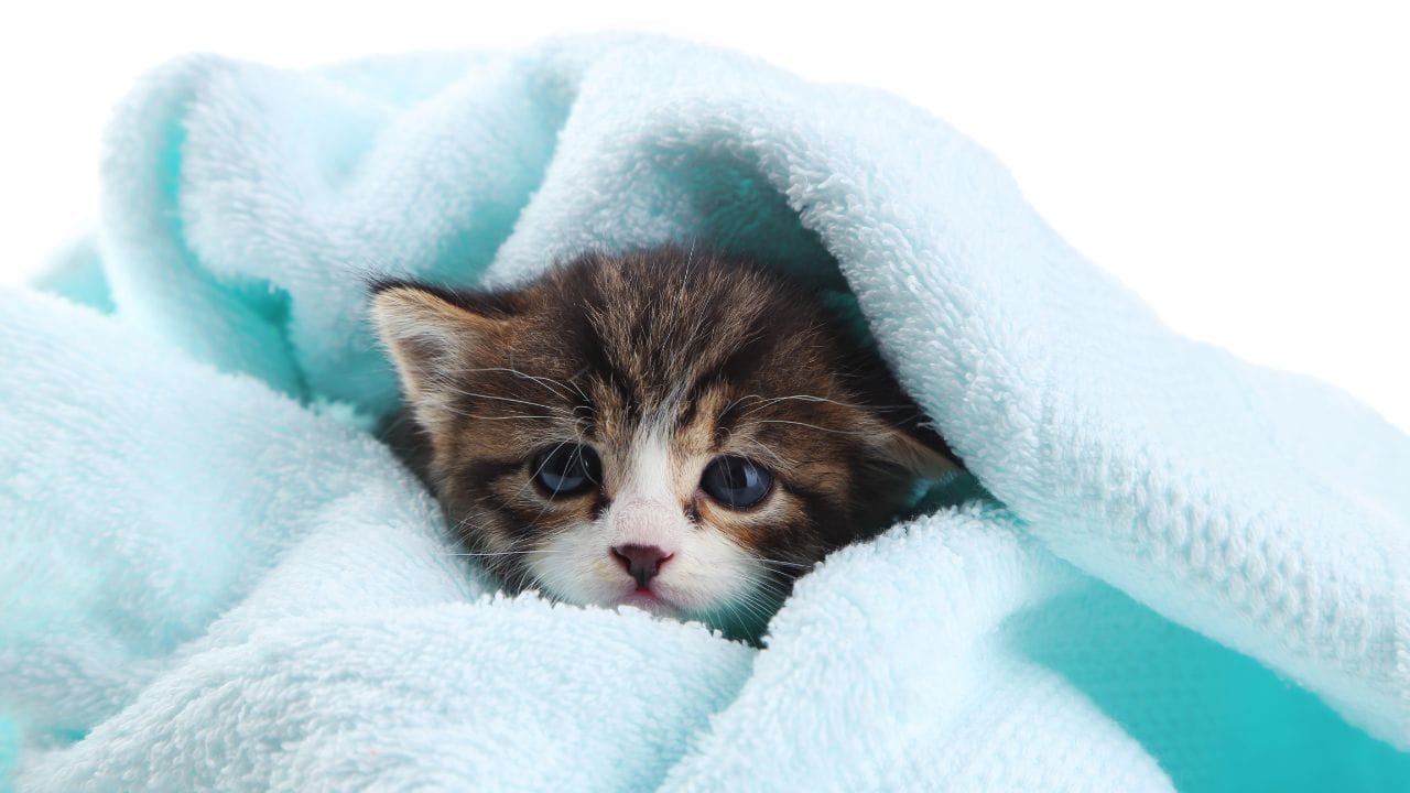how to warm a kitten