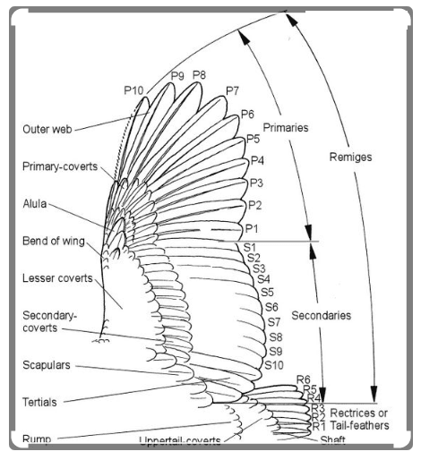 real owl skeleton
