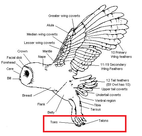 the owl house hooty skeleton

