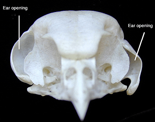 barn owl skeleton
