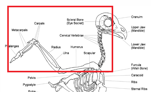 owl skeleton tattoo
