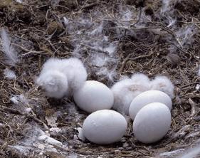 owl young egg