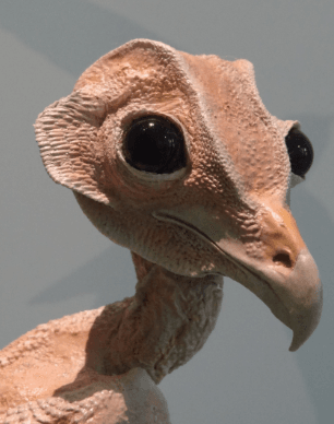 Naked OWL
