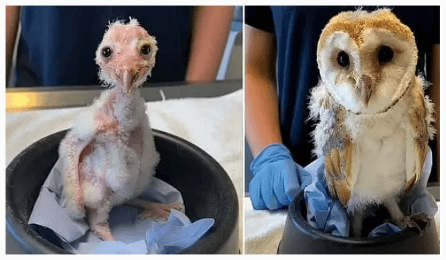 bald owl
shaved owl

