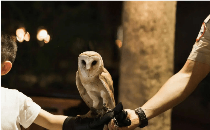 owl