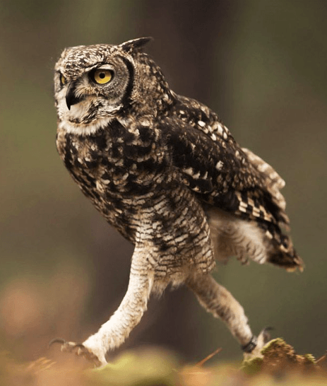 OWL LEGS