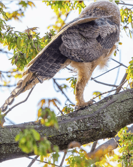 what do owls legs look like