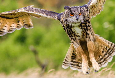 long legged owls