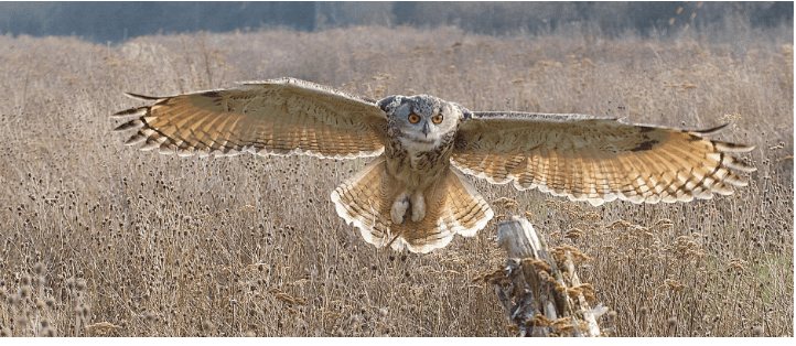 do owls have long legs