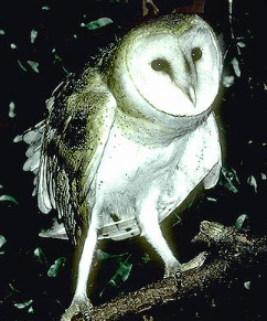 owl leg length