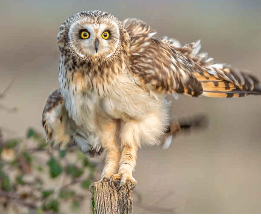 owls legs under feathers