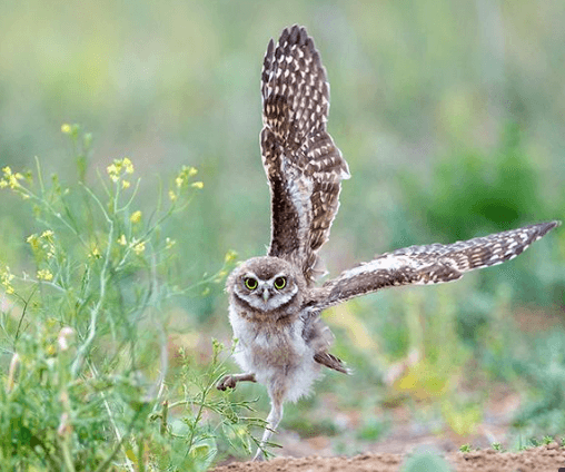 how owls run