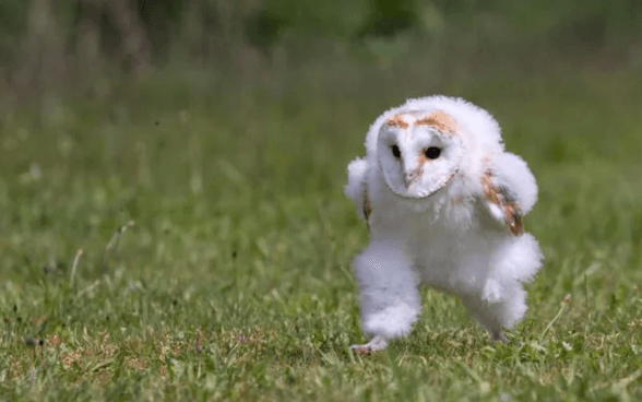 owls running long legs