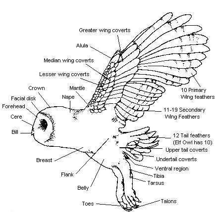 owl house hooty skeleton
