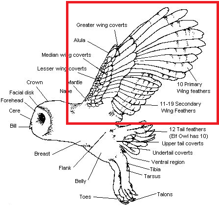 great horned owl skeleton
