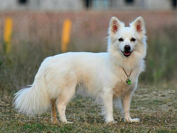 indian spitz dog