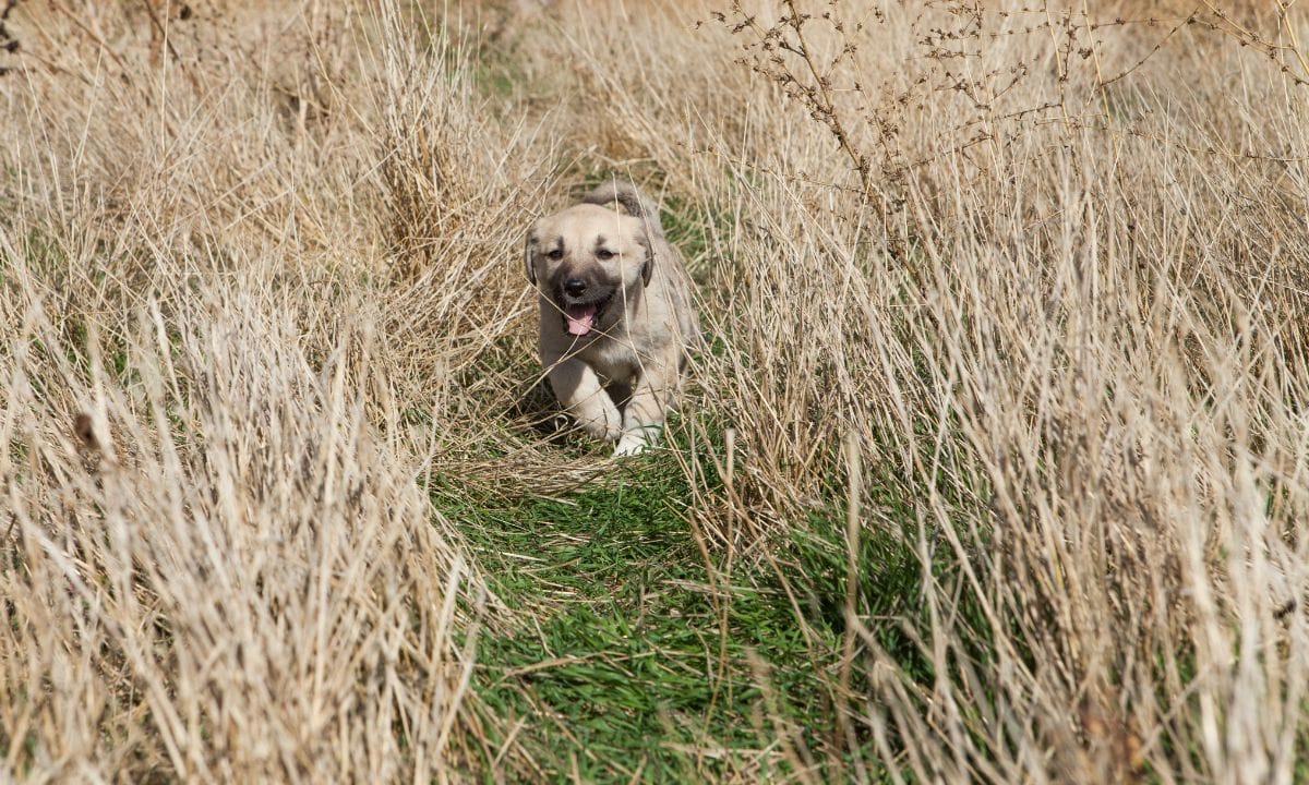 kangal puppy price in india