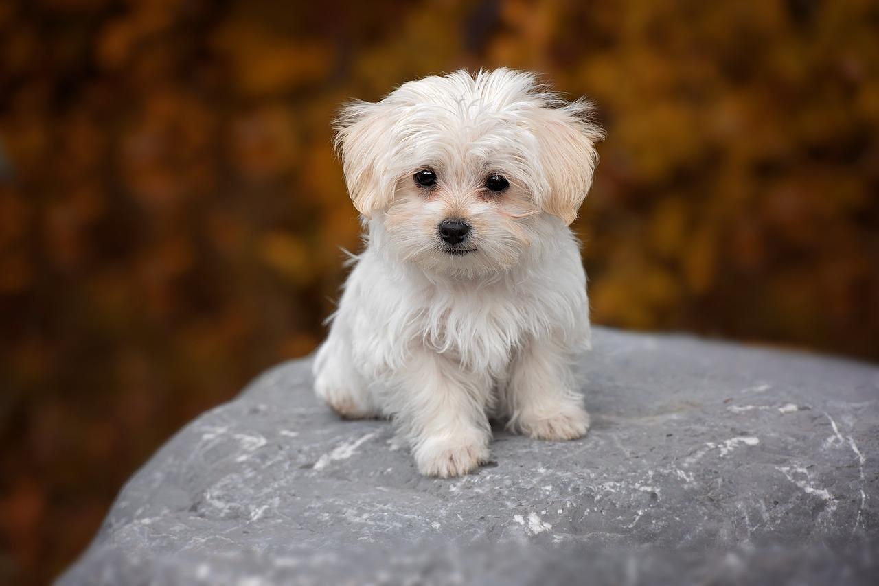maltese dog price in india