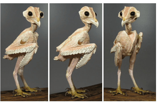 furless owl
