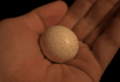 what do owl eggs look like