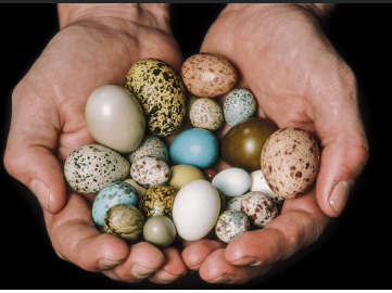 Owls Eggs