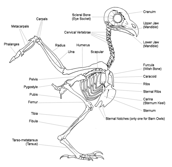 OWL SKELETON