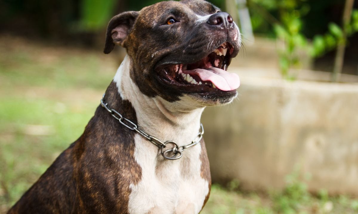 pitbull dog price in india